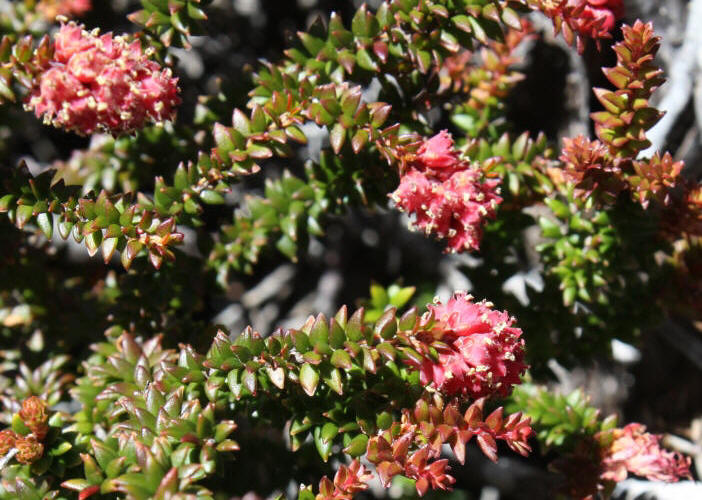 Tasmanian Plants Ericaceae